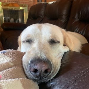 Meet your Posher, Annie